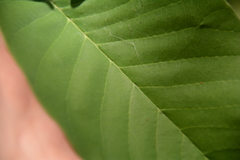 Annona senegalensis senegalensis