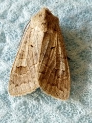 Ammoconia caecimacula