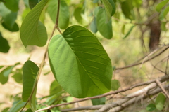 Annona senegalensis senegalensis