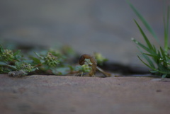 Uroplectes triangulifer