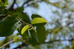 Annona senegalensis senegalensis