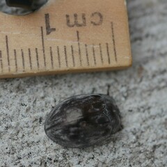 Ospidus chrysomeloides