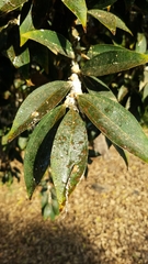 Cocculus laurifolius