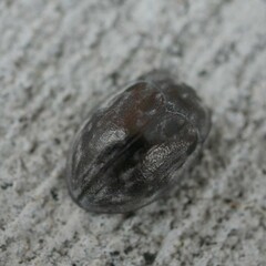 Ospidus chrysomeloides