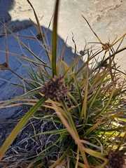 Cyperus difformis