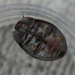 Ospidus chrysomeloides