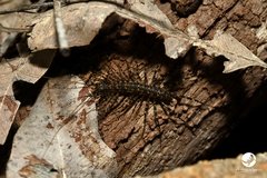 Scutigeridae