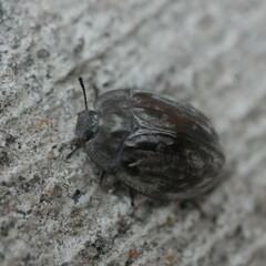 Ospidus chrysomeloides