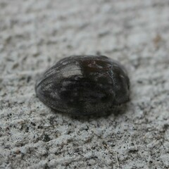 Ospidus chrysomeloides