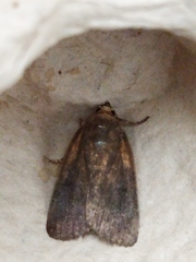 Amphipyra livida