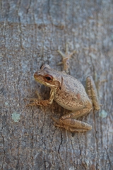 Osteopilus septentrionalis