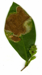 Gracillaria syringella