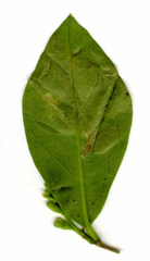 Gracillaria syringella