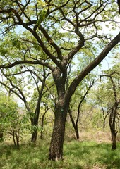 Pterocarpus angolensis