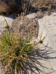 Cyperus difformis