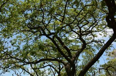 Pterocarpus angolensis