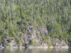 Pinus contorta contorta