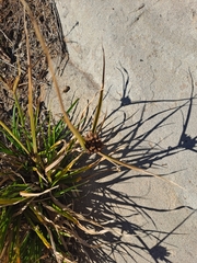 Cyperus difformis
