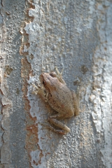 Osteopilus septentrionalis