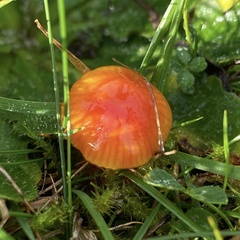 Hygrocybe insipida