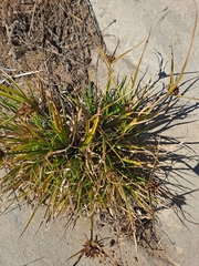 Cyperus difformis