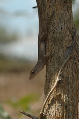 Anolis