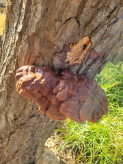 Ganoderma oregonense