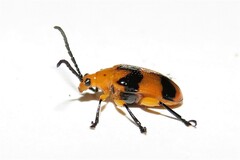 Stethopachys formosa