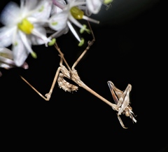 Empusa fasciata