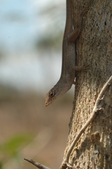 Anolis