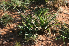 Ledebouria apertiflora