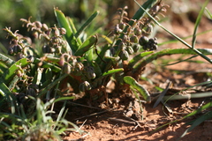 Ledebouria apertiflora