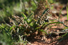 Ledebouria apertiflora