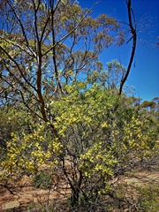 Acacia oswaldii