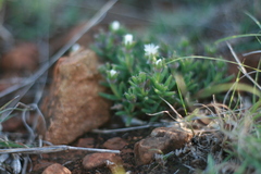 Trichodiadema olivaceum