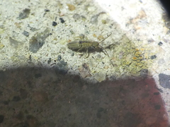 Entomobrya unostrigata