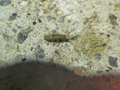 Entomobrya unostrigata