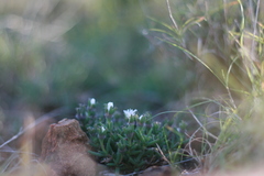 Trichodiadema olivaceum
