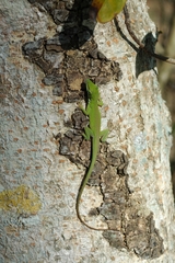 Anolis porcatus