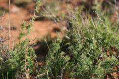 Asparagus suaveolens