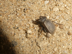 Stenomorpha muricatula
