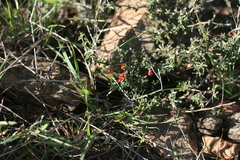 Indigofera sessilifolia