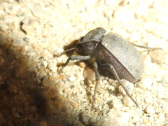 Stenomorpha muricatula