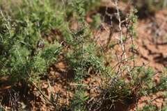 Asparagus suaveolens