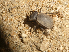 Stenomorpha muricatula