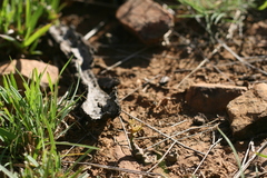 Euphorbia tridentata