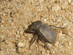 Stenomorpha muricatula