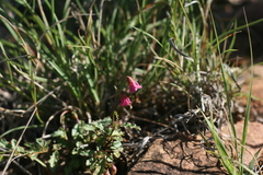 Hermannia coccocarpa