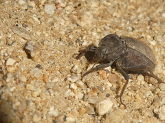 Stenomorpha muricatula