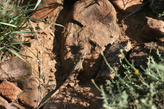 Pedioplanis lineoocellata